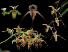 4 Blüten der LTOE Orchideen-Essenz Spirit Path 2