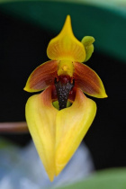 Gelbe Blüte der LTOE Orchideen-Essenz Centre Renewal