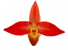 Rote Blüte der LTOE Orchideen-Essenz Radiant Courage