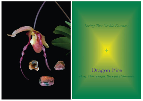Dragon Fire Karte der Orchid Healing Cards