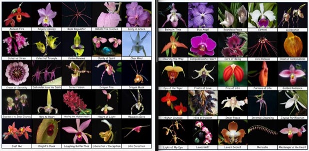 50 Fotos der Orchideen des Essenzensets 1