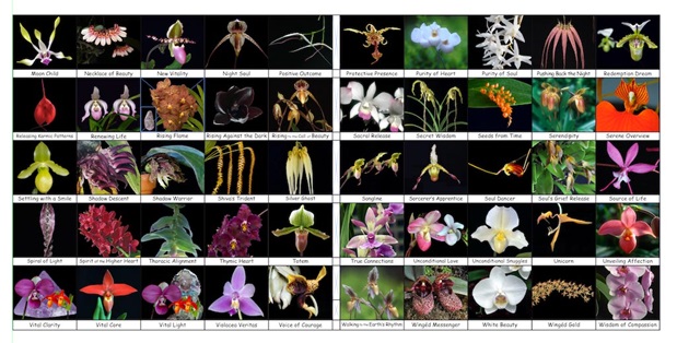 50 Fotos der Orchideen des Essenzensets 2