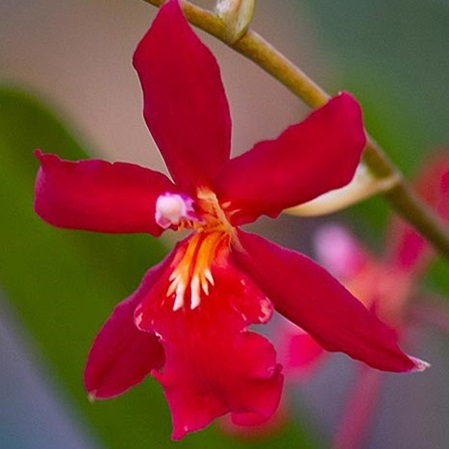 Rote Blüte der Orchideenessenz New Beginnings