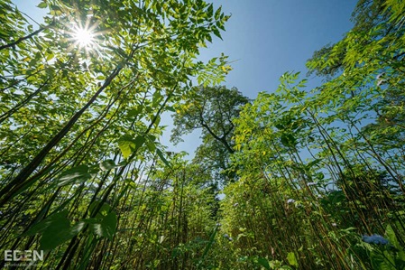 Sonnenlichtdurchfluteter neuer Wald