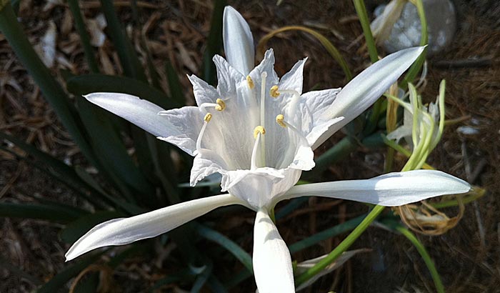 Weisse Blüte der Blütenessenz Poseidon's Trumpet