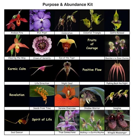 25 Fotos der Orchideen des Themensets 5 "Lebenszweck und Fülle"