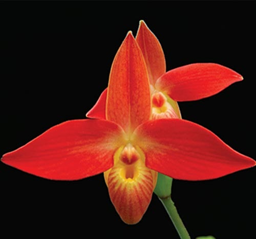 Rote Blüte der LTOE Orchideen-Essenz Radiant Courage