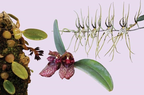 3 Blüten der Orchideen -Essenz Revitalise