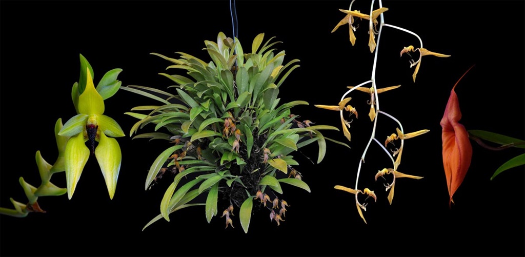 4 Blüten der Orchideen-Essenz Soul's Balm