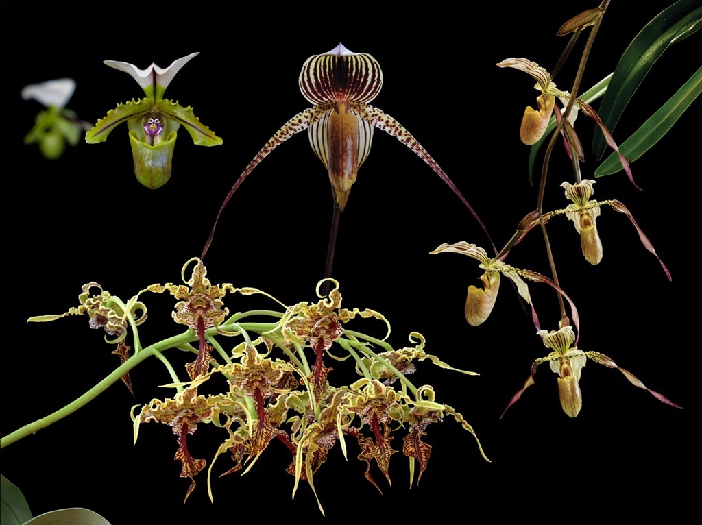 4 Blüten der LTOE Orchideen-Essenz Spirit Path 2