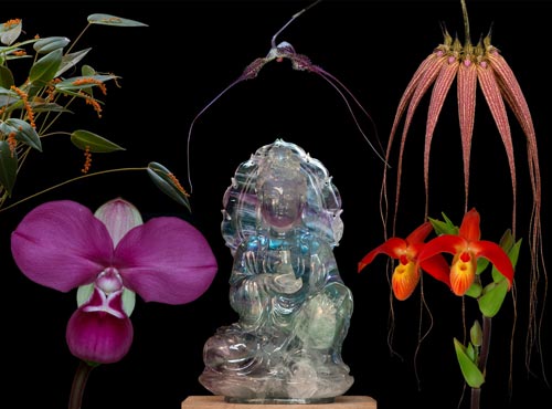 5 Blüten der LTOE Orchideen-Essenz Spirit Path 3