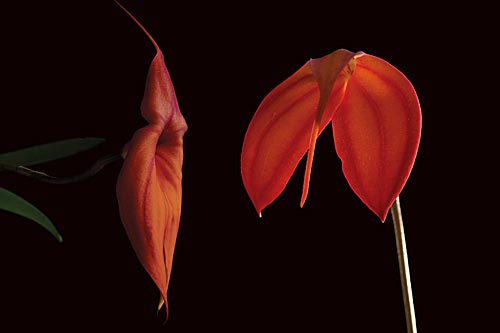 2 rote Blüten der LTOE Orchideen-Essenz Spirit of Life