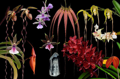 8  Blüten & 2 Edelsteine der LTOE Orchideen-Essenz Spirit Path 1