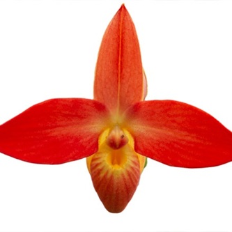 Rote Blüte der LTOE Orchideen-Essenz Radiant Courage
