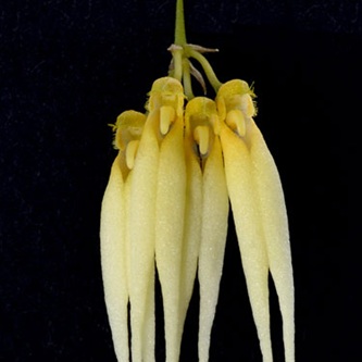 Gelblich-weiße Blüten der LTOE Orchideen-Essenz Silver Ghost