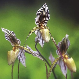 3 Blüten der LTOE Orchideen-Essenz Walking to the Earth's Rhythm