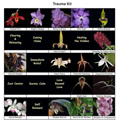 25 Fotos der Orchideen des Themensets 7 "Trauma-Heilung"