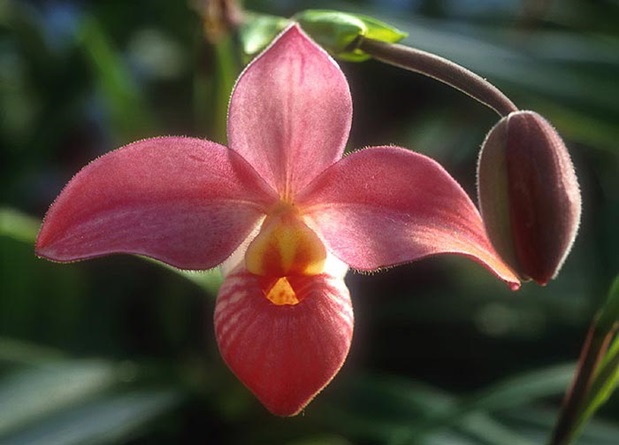 Orchideenblüte der Essenz Unveiling Affection